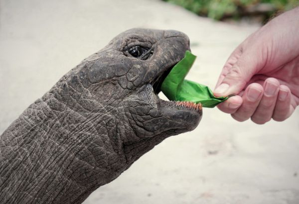 Tortoise aldabra giants nature - Image