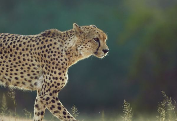 Cheetah Kruger Venture into the wild in Muslim friendly South Africa - Image