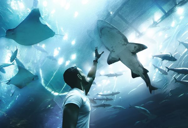 family friendly aquarium dubai - Image