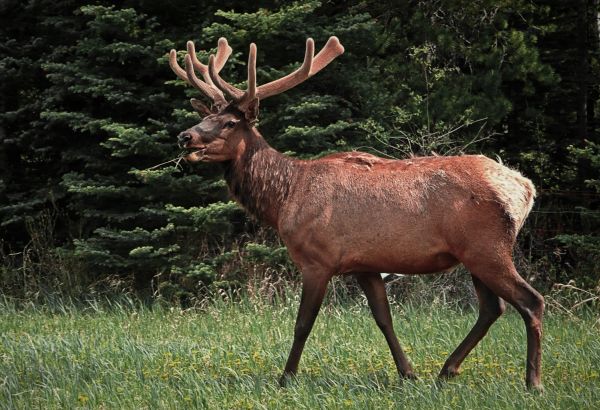 elk deer animals Canada nature - Image