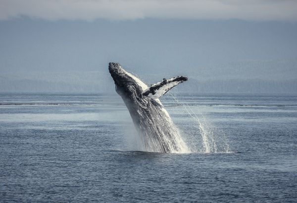 humpback whale nature Canada - Image