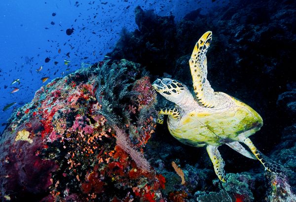 Oblu-Ocean-Life-modest-travel-muslim-families - Image