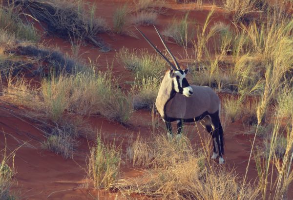 Oryx Qatar's National Animal oryx nature qatar - Image