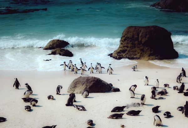 Penguin Bay Cape Town The best of nature in halal friendly Cape Town - Image