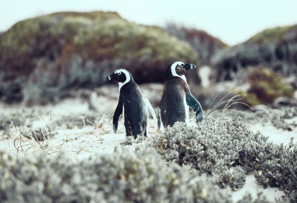 Penguins, South Africa Penguins roaming around South Africa - Image