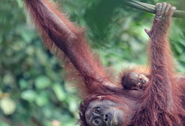 Sepilok Orangutan Rehabilitation Centre, Sandakan, Malaysia Nature and wildlife in halal friendly Malaysia - Image