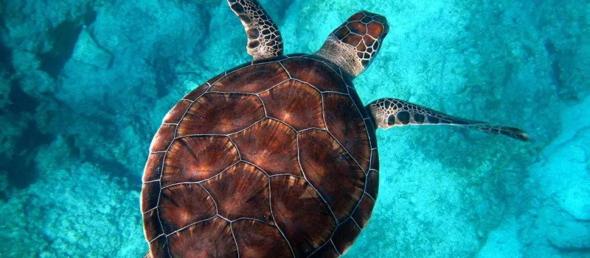 turtles at Serendipity Beach!